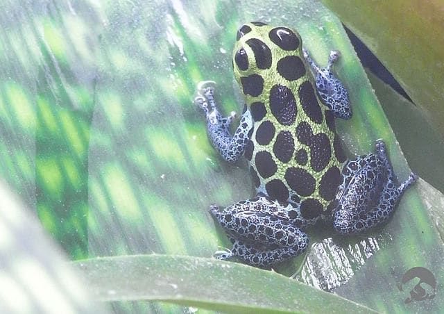 Le mimetisme de la grenouille pour montrer qu'elle n'est pas comestible - Instinct Animal