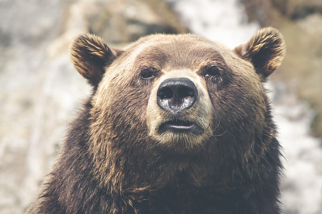 Grizzly ou grizzli, grand mammifère omnivore d'Amérique - Instinct Animal