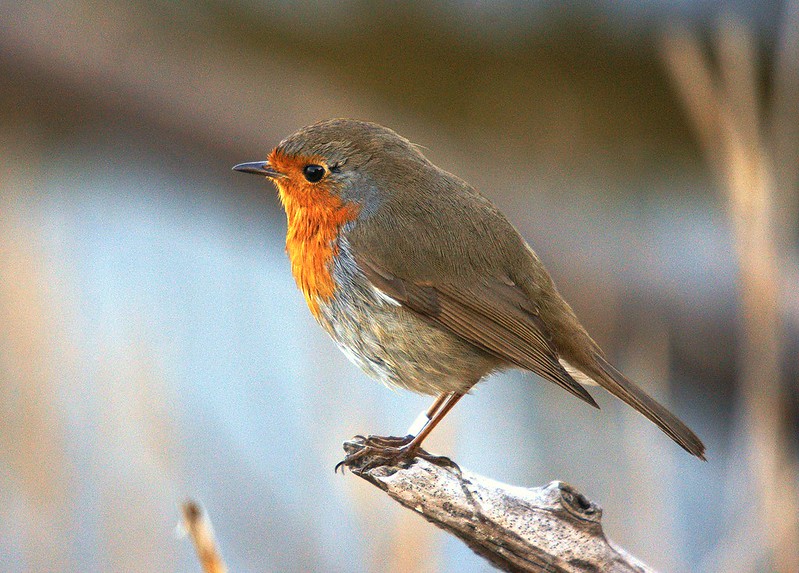 Installer une mangeoire à oiseaux dans mon jardin - Instinct Animal