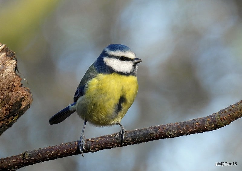 Guides et conseils pratiques sur les oiseaux du jardin - Instinct Animal