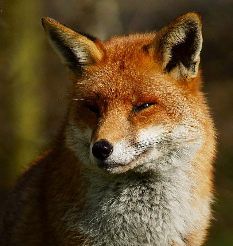 Guides et conseils pratiques autour des animaux sauvages - Instinct Animal