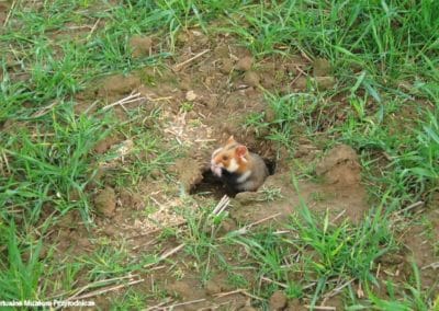 Grand hamster d'Alsace dans son terrier, rongeur fouisseur - Instinct Animal