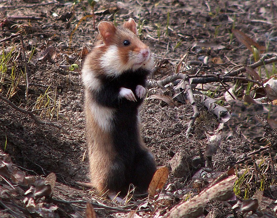Grand hamster d'Alsace, rongeur sauvage et agressif - Instinct Animal
