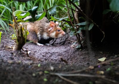 Hamster commun, rongeur sauvage et solitaire - Instinct Animal