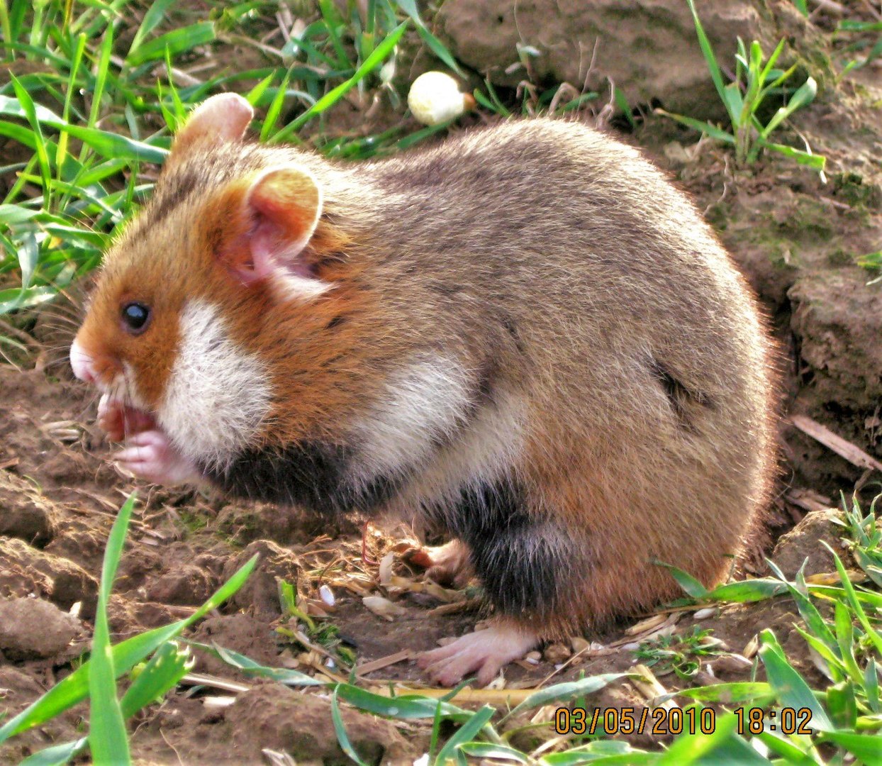 Hamster d'Europe, mammifère rongeur d'Eurasie - Instinct Animal