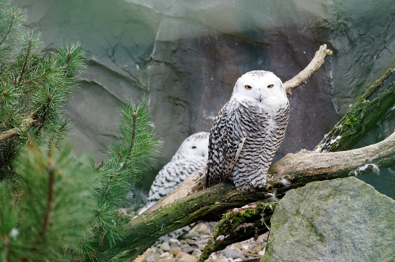 Le harfang des neiges est un hibou et non une chouette !