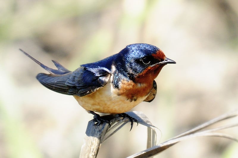 Identifier les oiseaux des jardins par la forme du bec