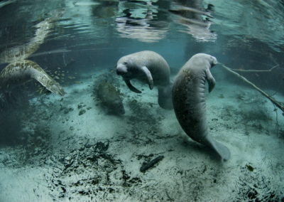 Lamantins des Caraïbes, mammifères marins en danger d'extinction - Instinct Animal