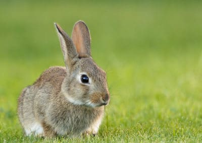 Lapin sauvage, petit mammifère d'Europe - Instinct Animal