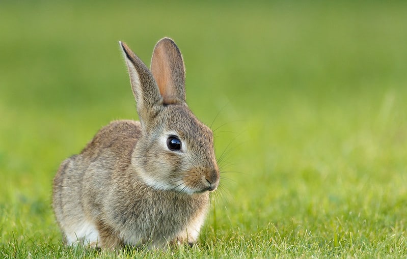 Lapin de garenne : tout ce qu'il faut savoir