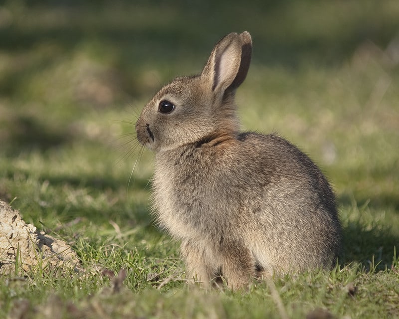 Lapin de garenne : tout ce qu'il faut savoir