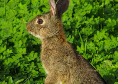 La lapin des bois, mammifère au grandes oreilles - Instinct Animal