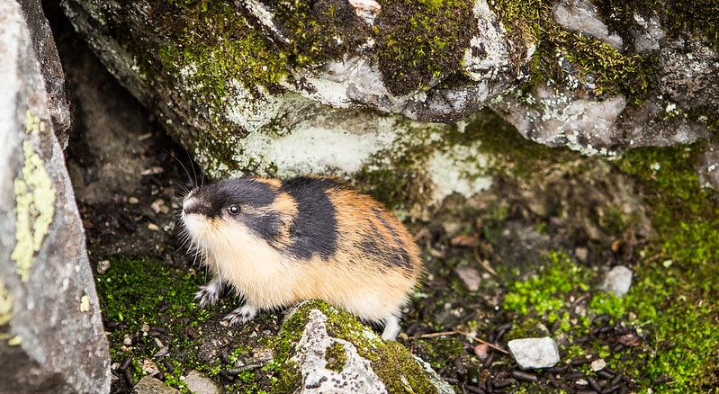Lemming commun d'Europe, rongeur de Scandinavie - Instinct Animal