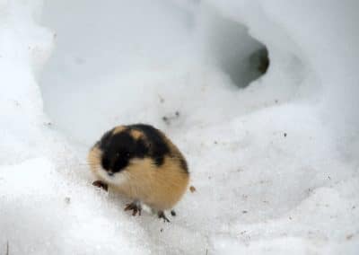 Un lemming d'Europe à la sortie de son terrier sous la neige - Instinct Animal