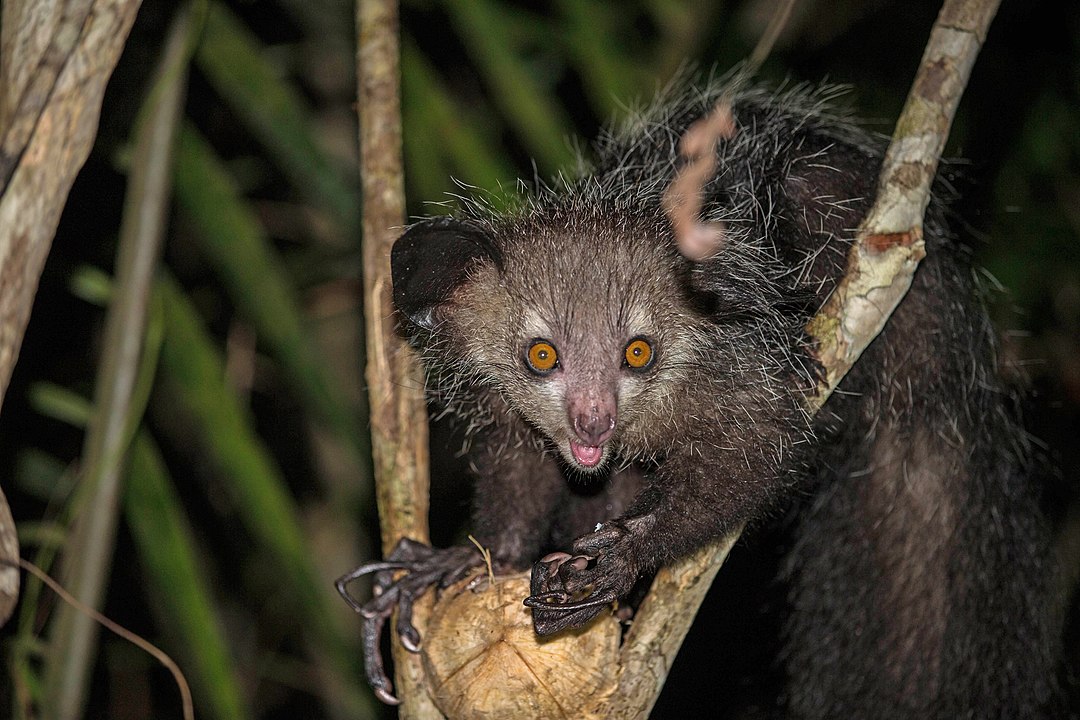 Lémurien aye-aye, primate de Madagascar menacé d'extinction en 