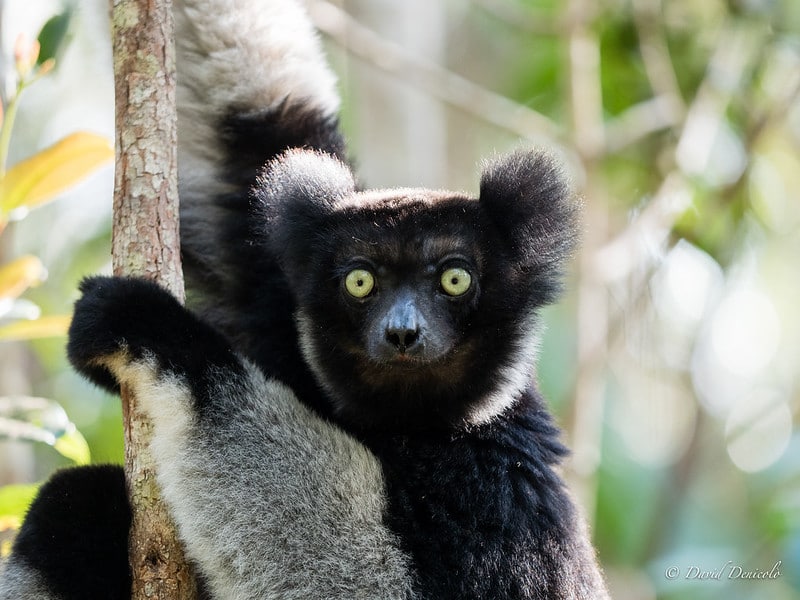 Lémurien chanteur, Indri indri, primate de Madagascar en danger de disparition