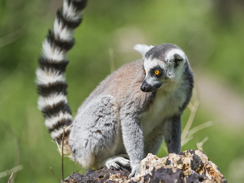 95 % des lémuriens sont menacés d’extinction !