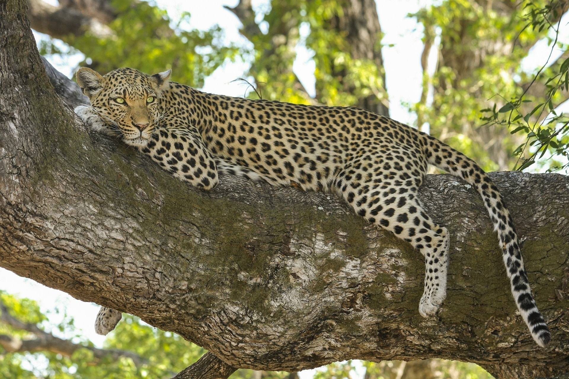Le léopard, grand félin carnivore d'Afrique - Instinct Animal