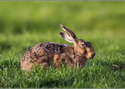 Lièvre d'Europe, mammifère au grandes oreilles - Instinct Animal