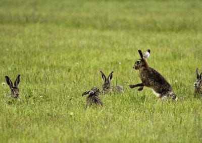 Lièvres bruns en groupe mâles et femelles (hase) - Instinct Animal