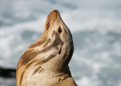Lion de mer de Californie, espèce d'otarie - Instinct Animal
