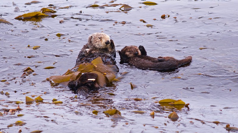 La loutre de mer utilise des outils pour attraper ses proies - Instinct Animal