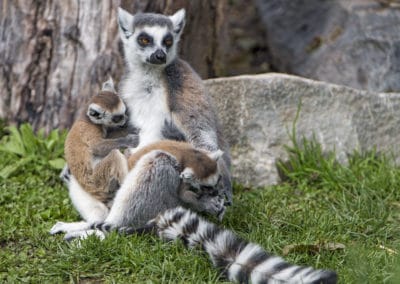 Un maki catta femelle et son bébé lémurien