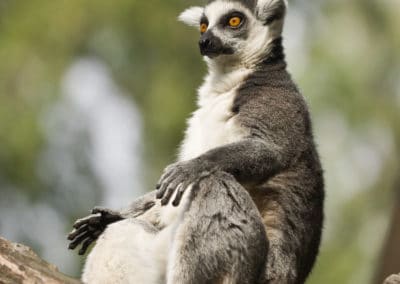 Un maki catta prenant un bain de soleil - lemurien de Madagascar