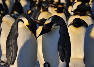 Couple de manchots empereurs avec le petit bébé - Instinct Animal