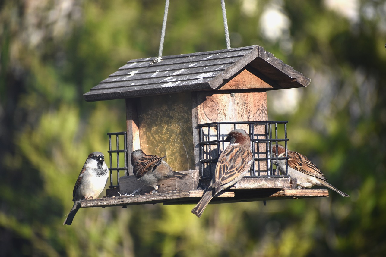 Mangeoire avec de la nourriture pour oiseaux des jardins