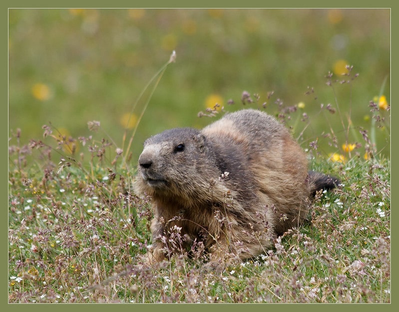 Marmotte des Alpes, rongeur hibernant - Instinct Animal