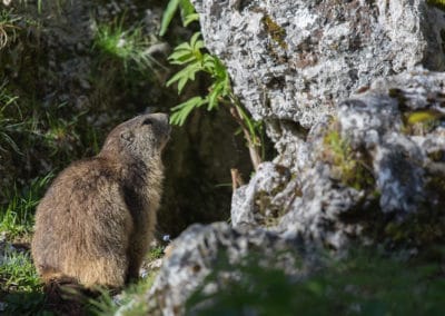 Une marmotte des Alpes en recherche de nourriture - Instinct Animal