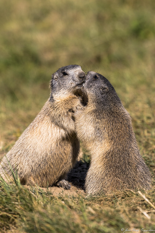 2 bébés marmottes (marmottons) en train de jouer - Instinct Animal