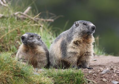 Couple de marmottes des Alpes mâle et femelle - Instinct Animal