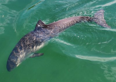 Un marsouin commun, cétacé à dents proche du dauphin - Instinct Animal