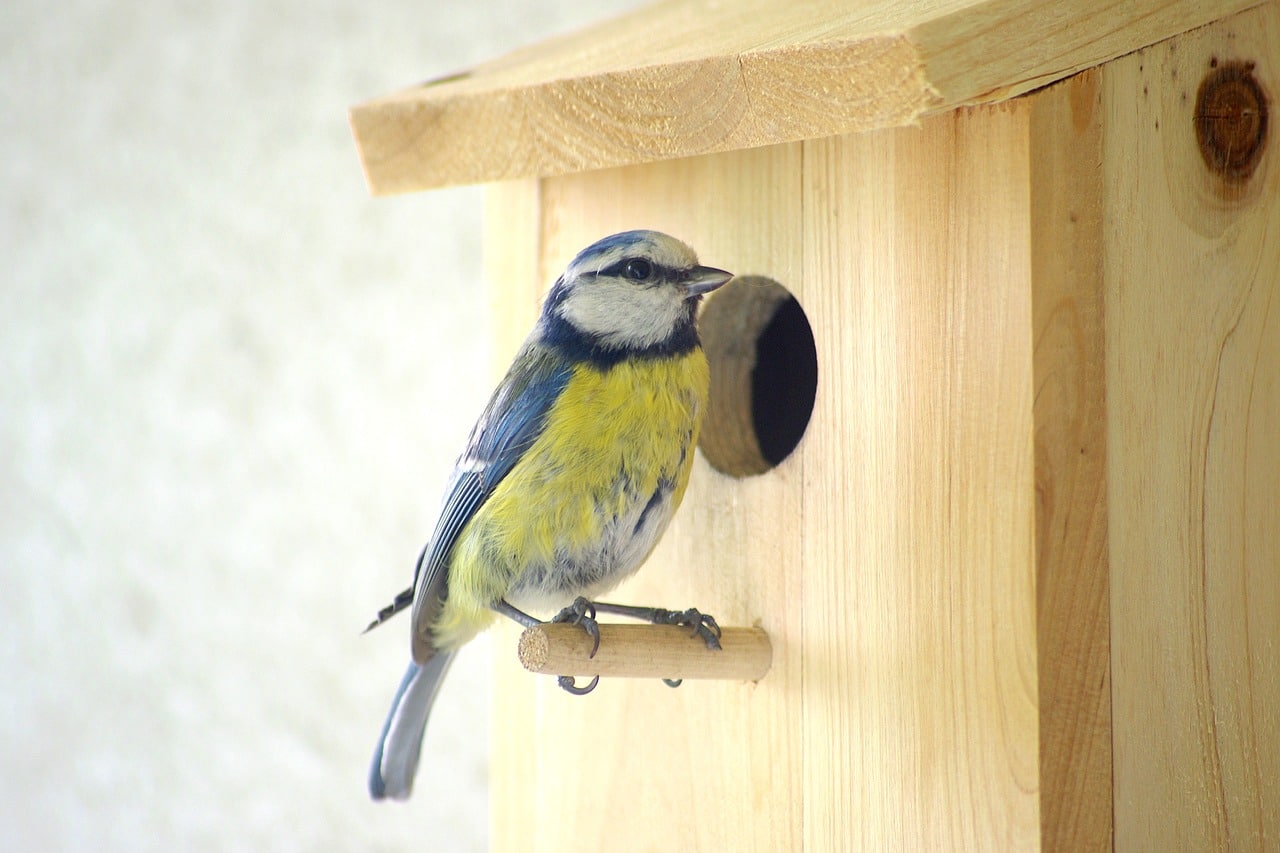 Nichoir à oiseaux forme goutte d'eau – Gardenature