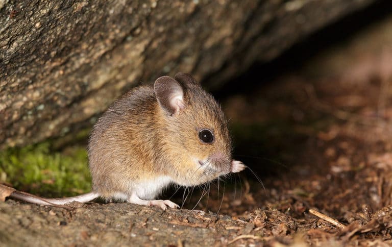 Comment identifier un rongeur avec les différentes espèces