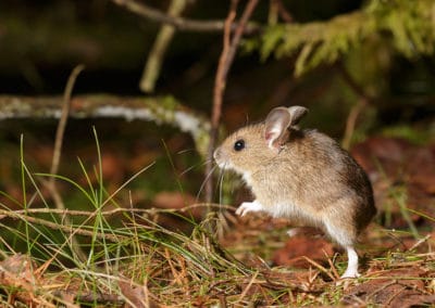 Mulot sylvestre (souris de terre), rongeur grimpeur et sauteur - Instinct Animal