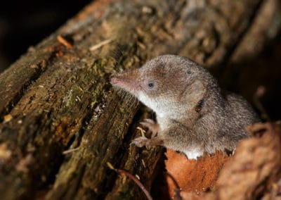 Musaraigne carrelet, petit mammifère au long museau en forme de trompe - Instinct Animal