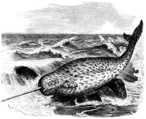 Le narval, mammifère marin avec une grande dent de plusieurs mètres - Instinct Animal