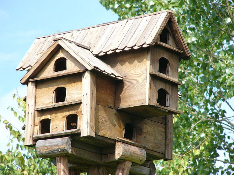 Conseils pour attirer les oiseaux dans son jardin - Instinct Animal
