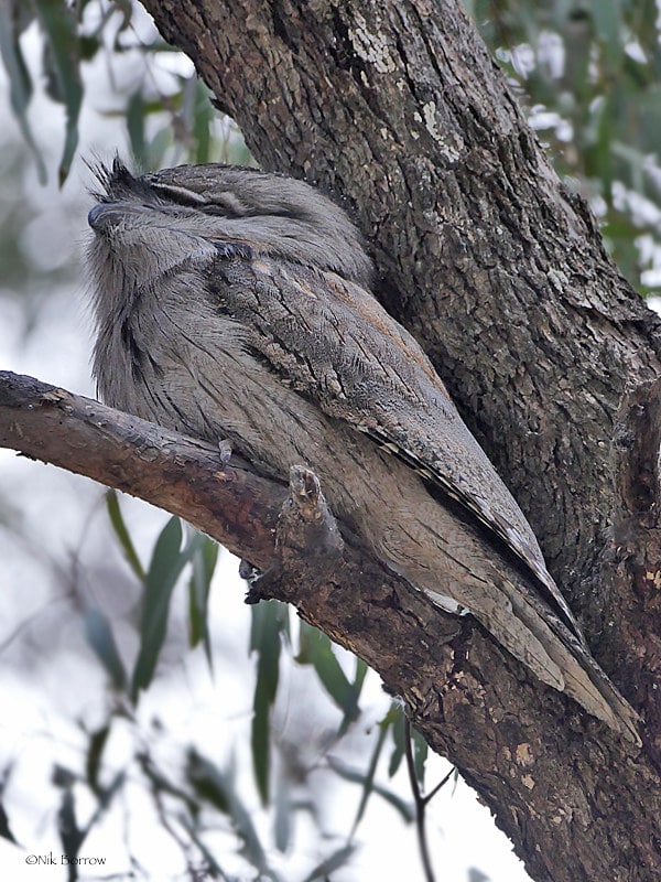 Camouflage et mimétisme chez l'oiseau podargue gris - Instinct Animal