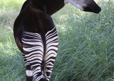 Okapi, mammifère africain en danger de disparition - Instinct Animal