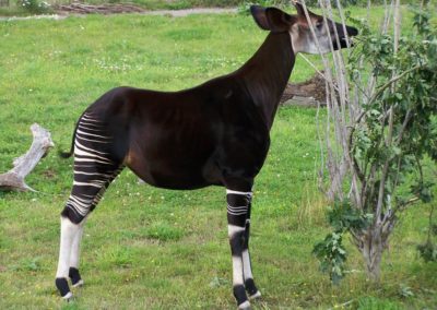 L'okapi utilise sa grande langue préhensile pour attraper les végétaux - Instinct Animal