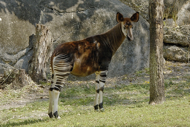 Okapi, mammifère de la famille des girafes - Instinct Animal