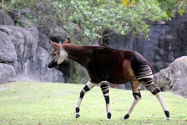 Okapi, mammifere herbivore d'Afrique - Instinct Animal