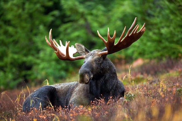 L'orignal, grand cervidé d'Amérique aux larges bois - Instinct Animal