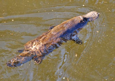 Ornithorynque : un mammifère qui pond des oeufs et allaitent ses petits - Instinct Animal