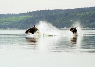 L'orque est un animal très intelligent aux comportements complexes et évolués - Instinct Animal