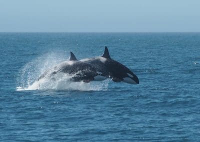 Orques, mammifères marins carnivores, grands prédateurs - Instinct Animal